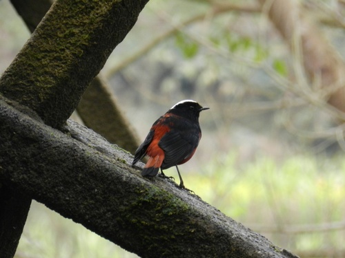 White-capped Redstart (Phoenicurus leucocephalus), photo 8