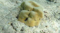 Leptoria phrygia