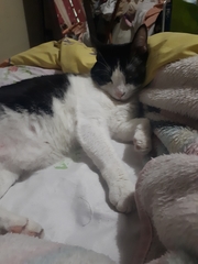 Felis catus