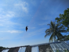 Gasteracantha diardi