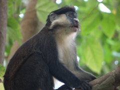 Cercopithecus ascanius schmidti