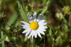 Astranthium ciliatum