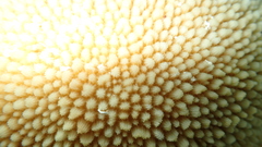 Hydnophora microconos