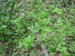 Chaerophyllum procumbens