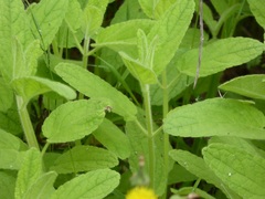 Stachys stebbinsii