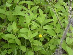 Stachys stebbinsii