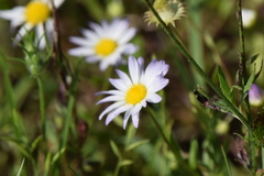 Astranthium ciliatum