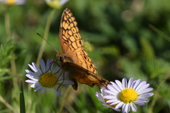 Astranthium ciliatum