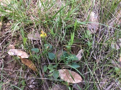 Viola purpurea quercetorum