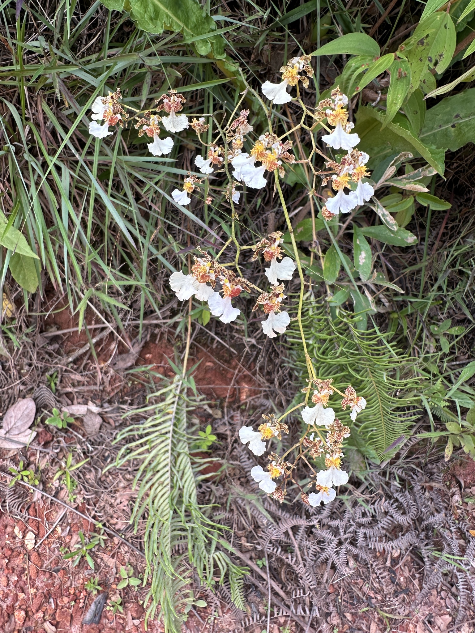 Gomesa warmingii