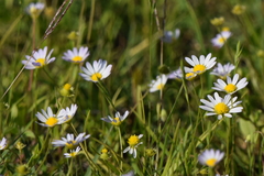 Astranthium ciliatum