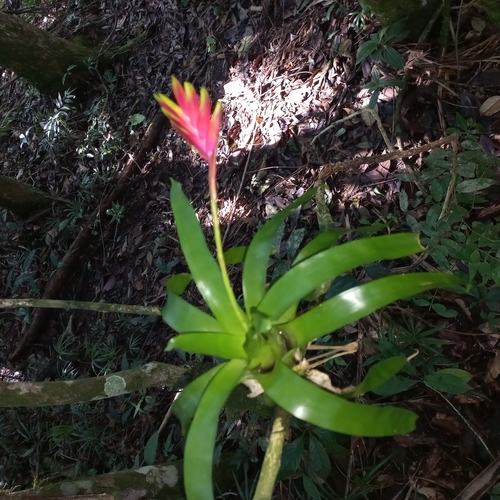 Image of Vriesea carinata by (c) Patrícia Mees, some rights reserved (CC BY)