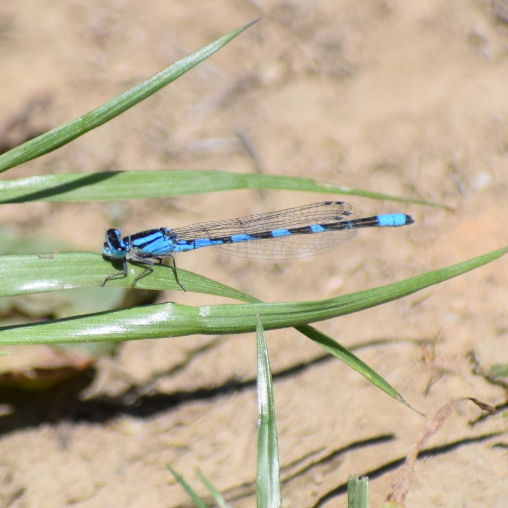 Tule Bluet