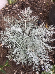 Constancea nevinii