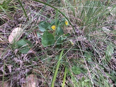 Viola purpurea quercetorum