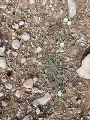 Malvella sagittifolia