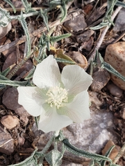 Malvella sagittifolia