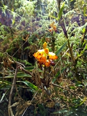 Elleanthus aurantiacus