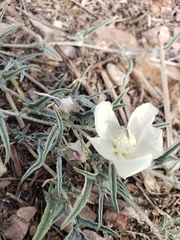 Malvella sagittifolia