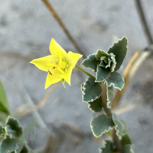 Talinum crispatulum