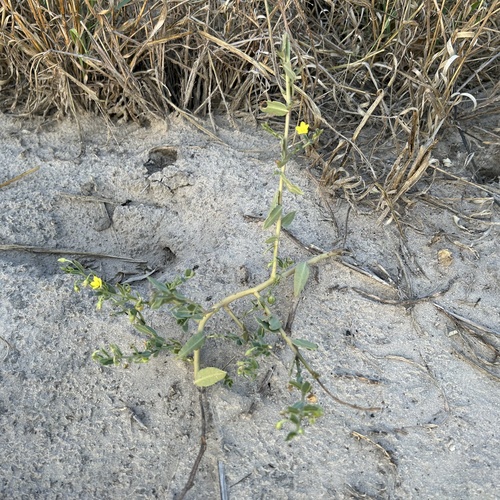 Talinum crispatulum