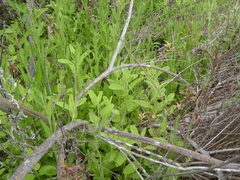 Stachys stebbinsii