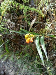 Elleanthus aurantiacus