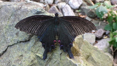 Papilio dialis