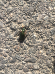 Carabus auratus