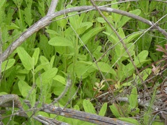 Stachys stebbinsii