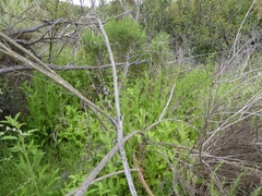 Stachys stebbinsii