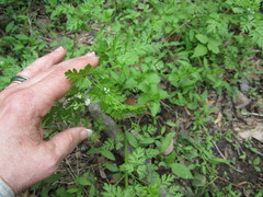 Chaerophyllum procumbens
