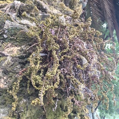 Pleopeltis polypodioides