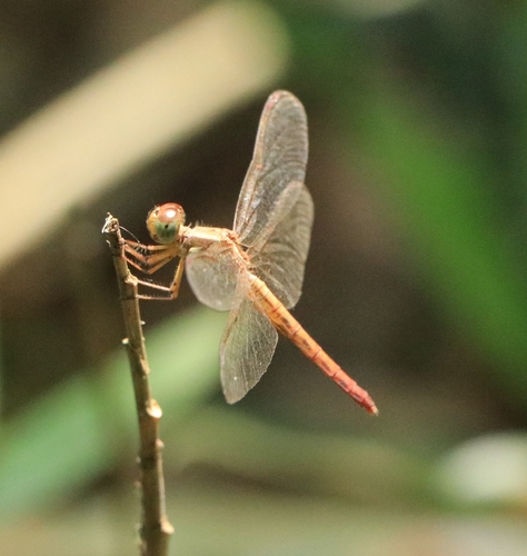 Paddyfield Parasol photo 3