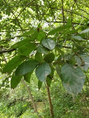 Ehretia anacua