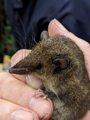 Dobson's Shrew Tenrec photo 2