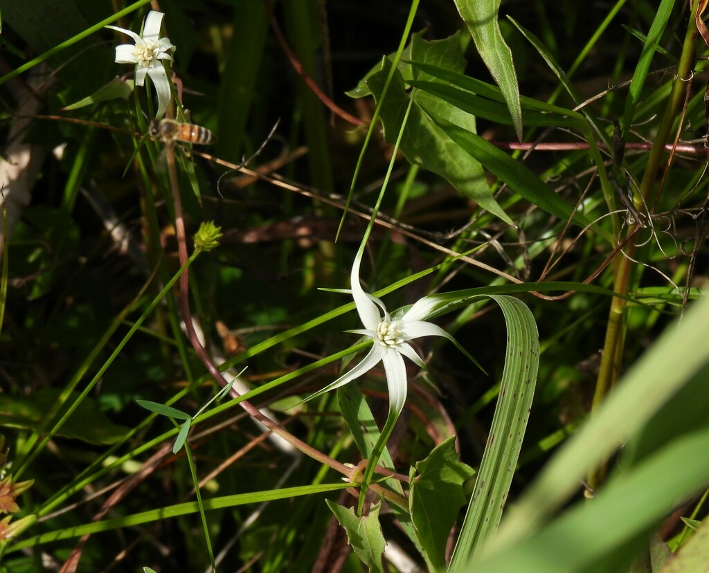 whitetop sedge from Corkscrew, FL, USA on April 27, 2024 at 03:34 AM by ...