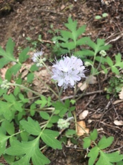 Hydrophyllum occidentale