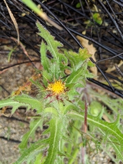 Centaurea benedicta