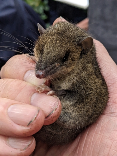 Dobson's Shrew Tenrec
