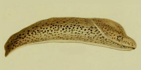 Metalimax elegans