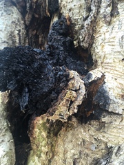 Inonotus obliquus sterilis