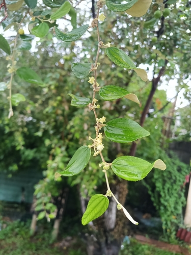 Image of Ziziphus mauritiana by (c) Guillaume Delaitre, some rights reserved (CC BY)