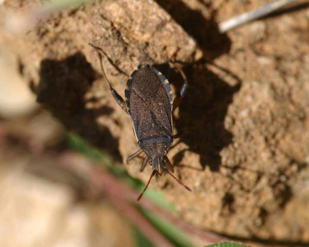Ceraleptus lugens