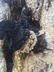 Inonotus obliquus sterilis