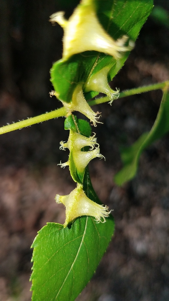 Phylloxera caryaefoliae