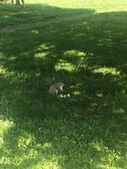 Sciurus carolinensis