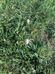 Taraxacum officinale
