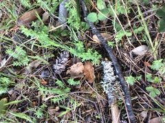 Galium californicum californicum