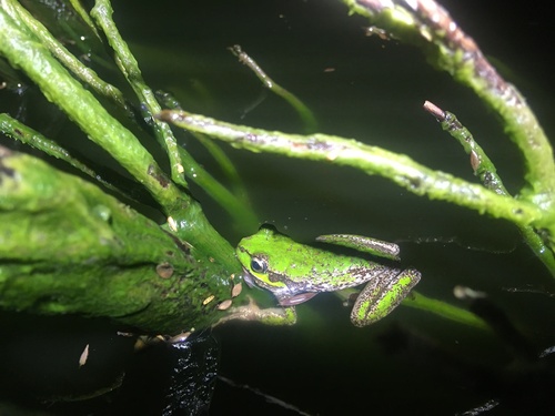 Burrows' Tree Frog, Saganura burrowsi